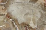 Petrified Wood (Araucaria) Slice - Madagascar #83243-1